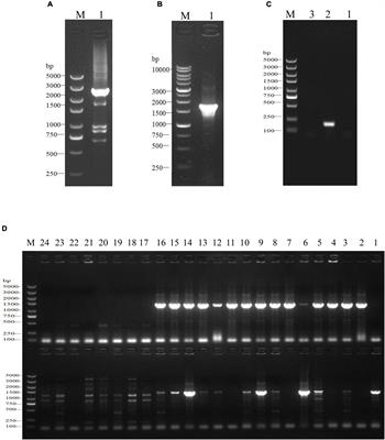 SdiA Enhanced the Drug Resistance of Cronobacter sakazakii and Suppressed Its Motility, Adhesion and Biofilm Formation